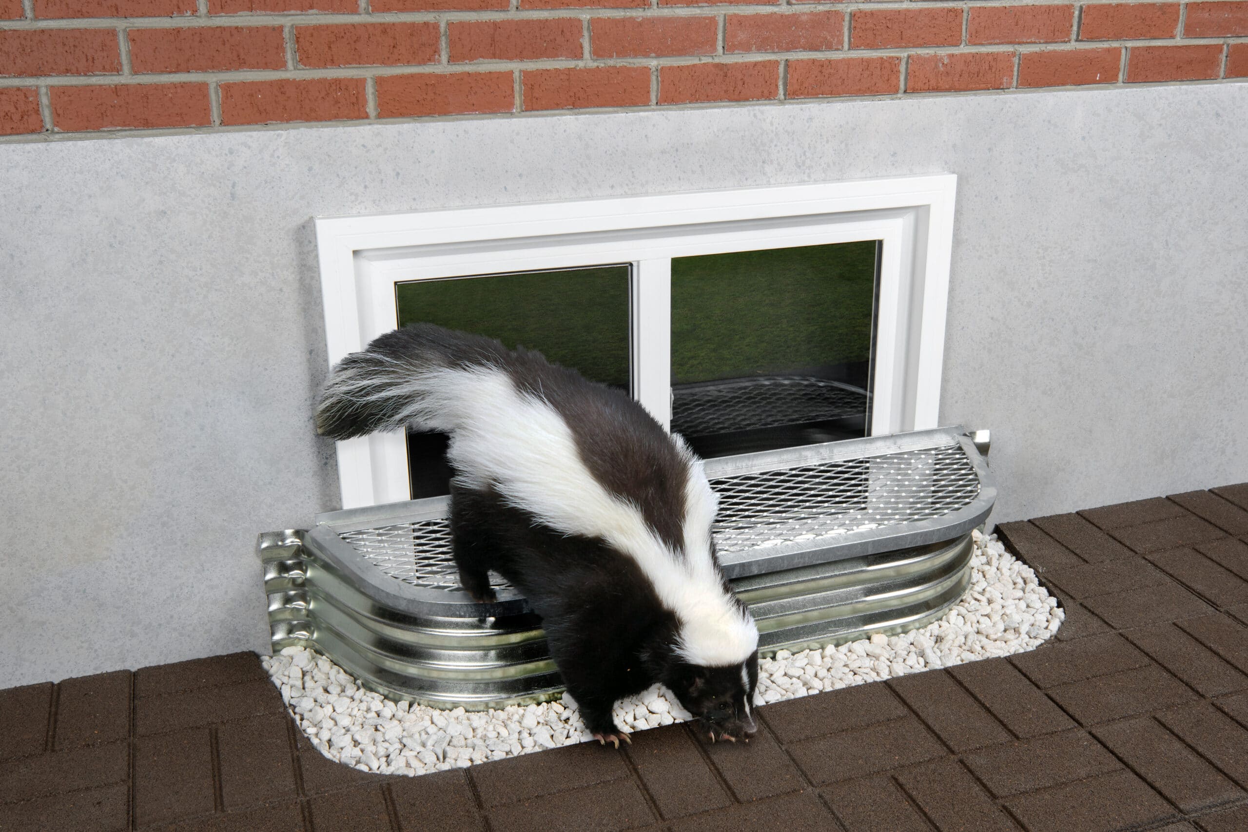 Installed window well cover with a skunk climbing down from it