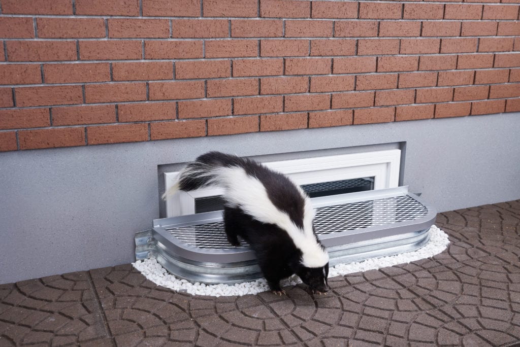AIL Window Well’s Safety Cover keeps skunk out of well