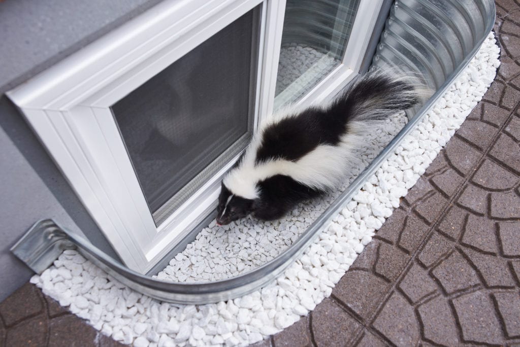 Skunk trapped in uncovered Window Well