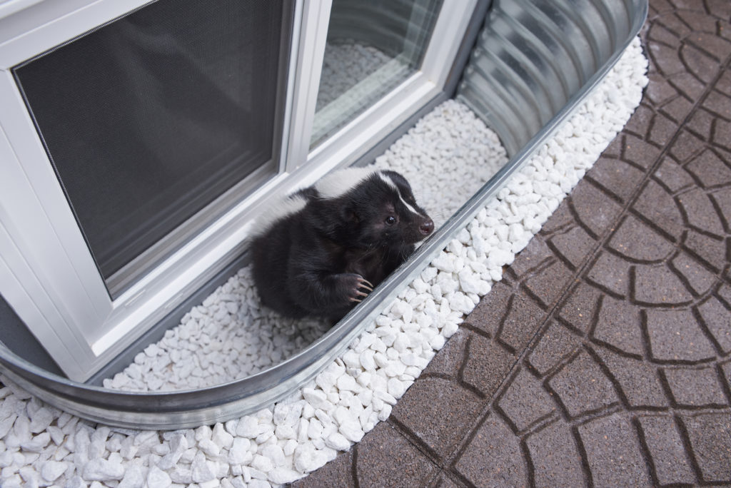 Skunk unable to get out uncovered Window Well